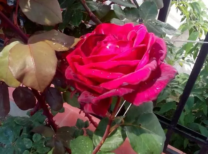 диана дик 호텔