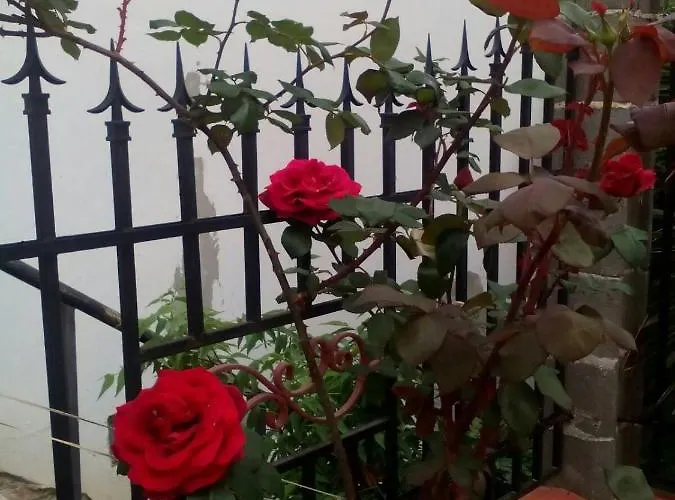 диана дик 키텐