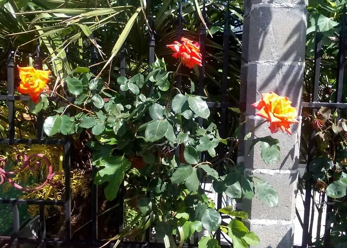 호텔 диана дик *