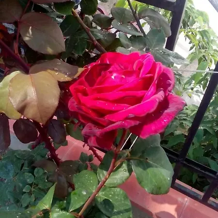 диана дик Hotel