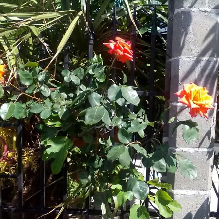 Hotel диана дик *