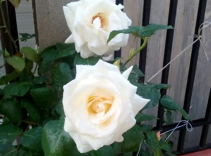 Hotel диана дик *